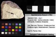 Foto (Objket + Etiketten) von Decapoda indet. 